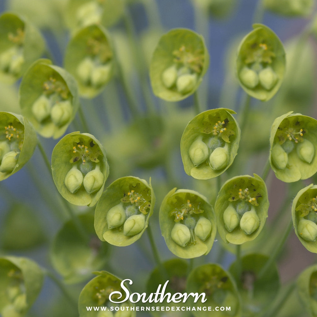 Bells of Ireland – 100 Seeds Southern Seeds