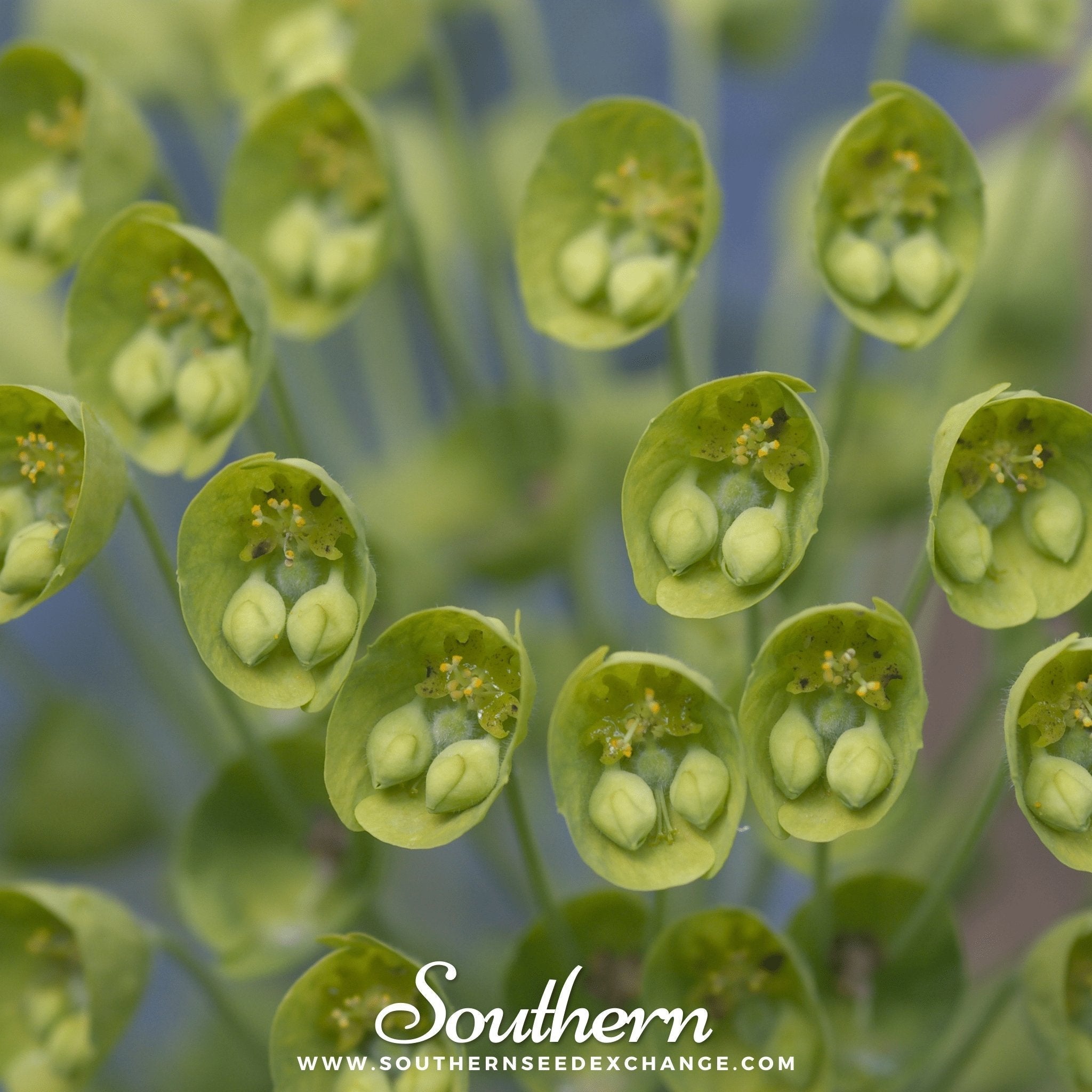 Bells of Ireland – 100 Seeds Southern Seeds