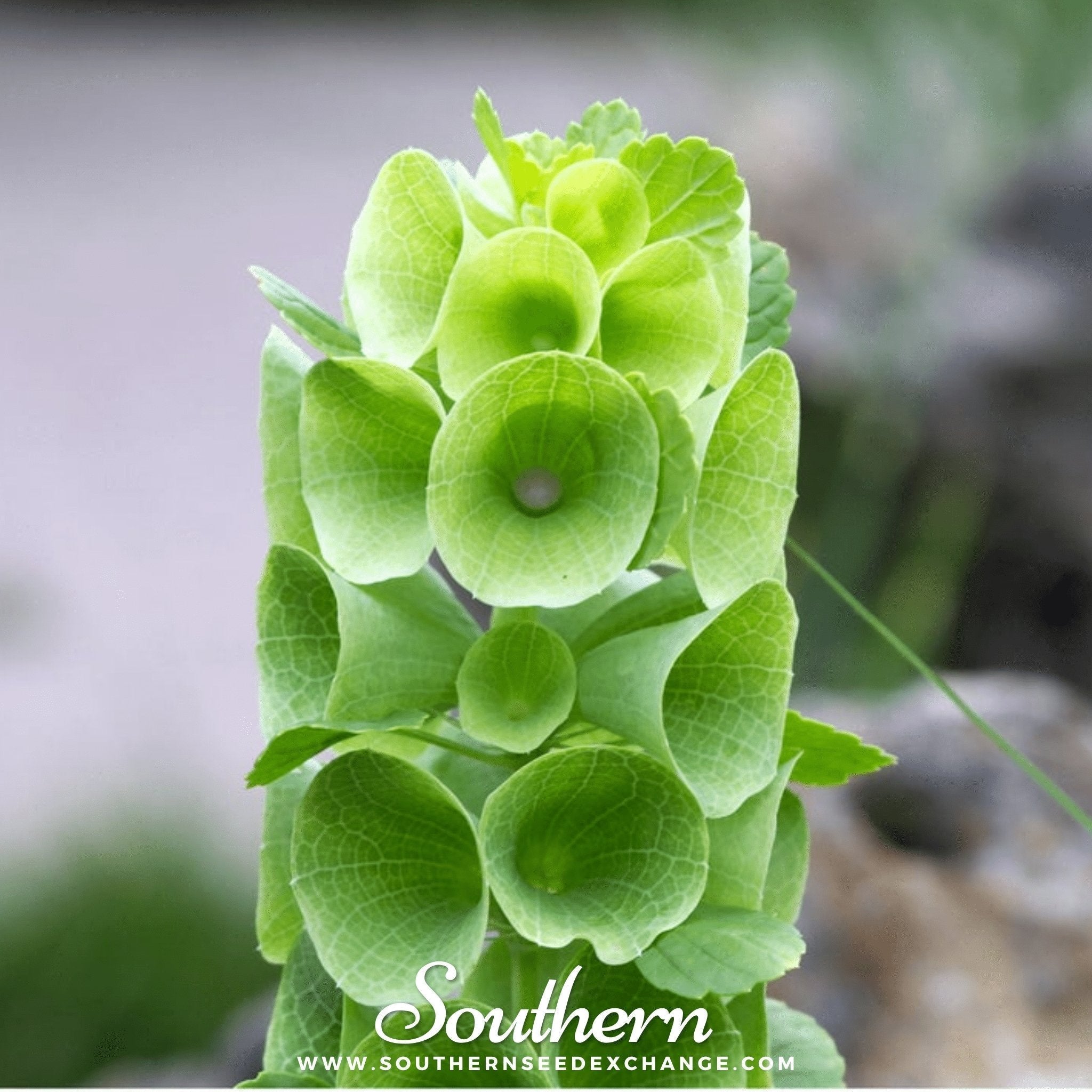 Bells of Ireland – 100 Seeds Southern Seeds