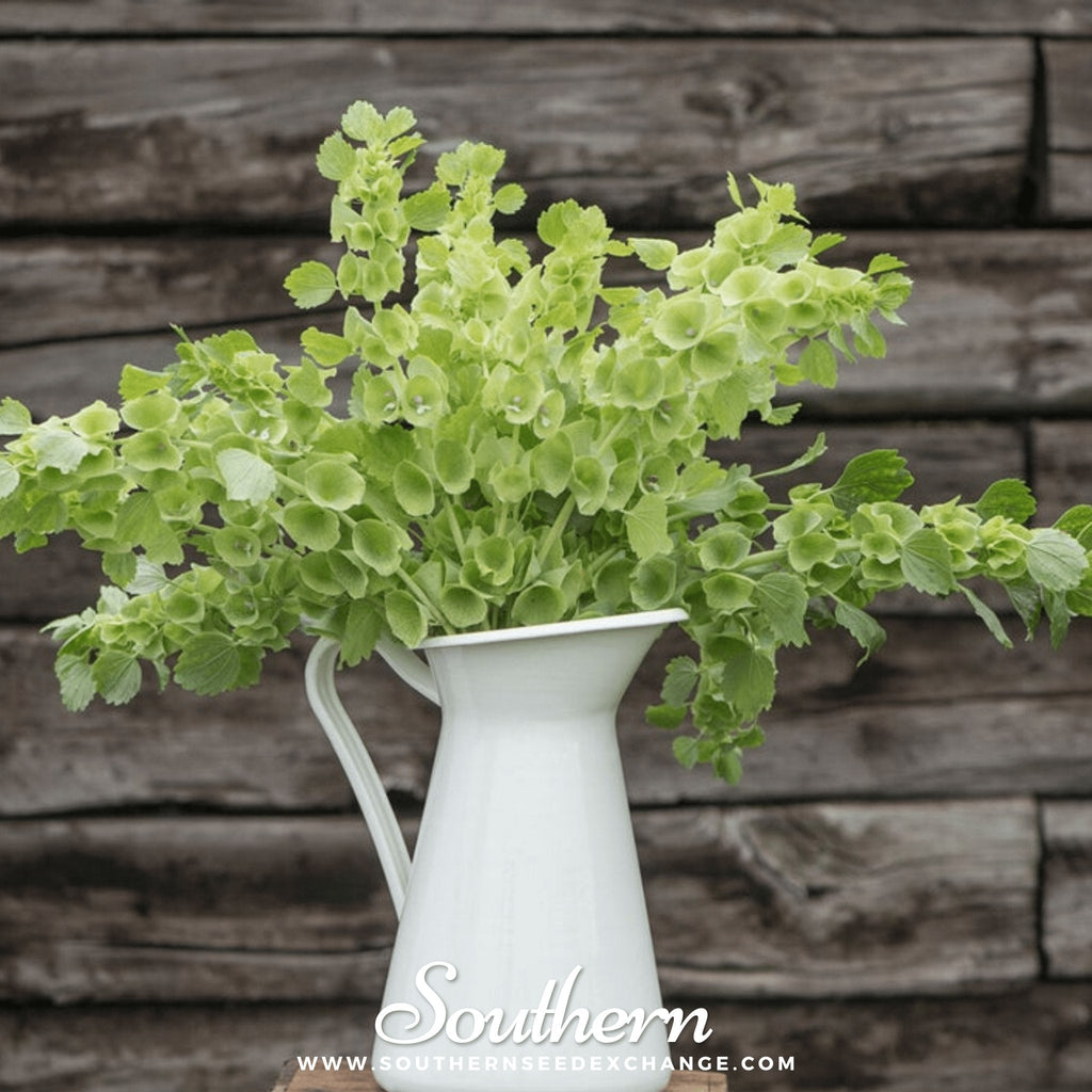 Bells of Ireland – 100 Seeds Southern Seeds