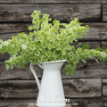 Bells of Ireland – 100 Seeds Southern Seeds