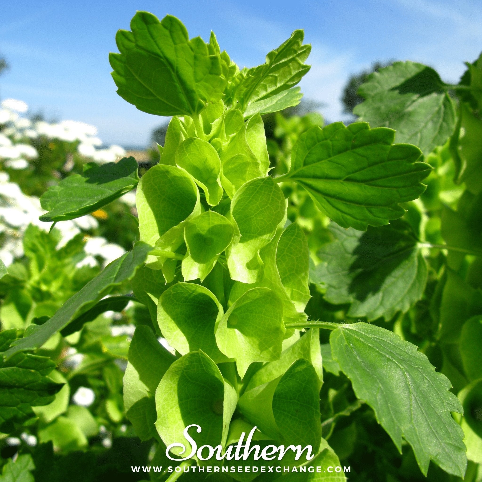 Bells of Ireland – 100 Seeds Southern Seeds