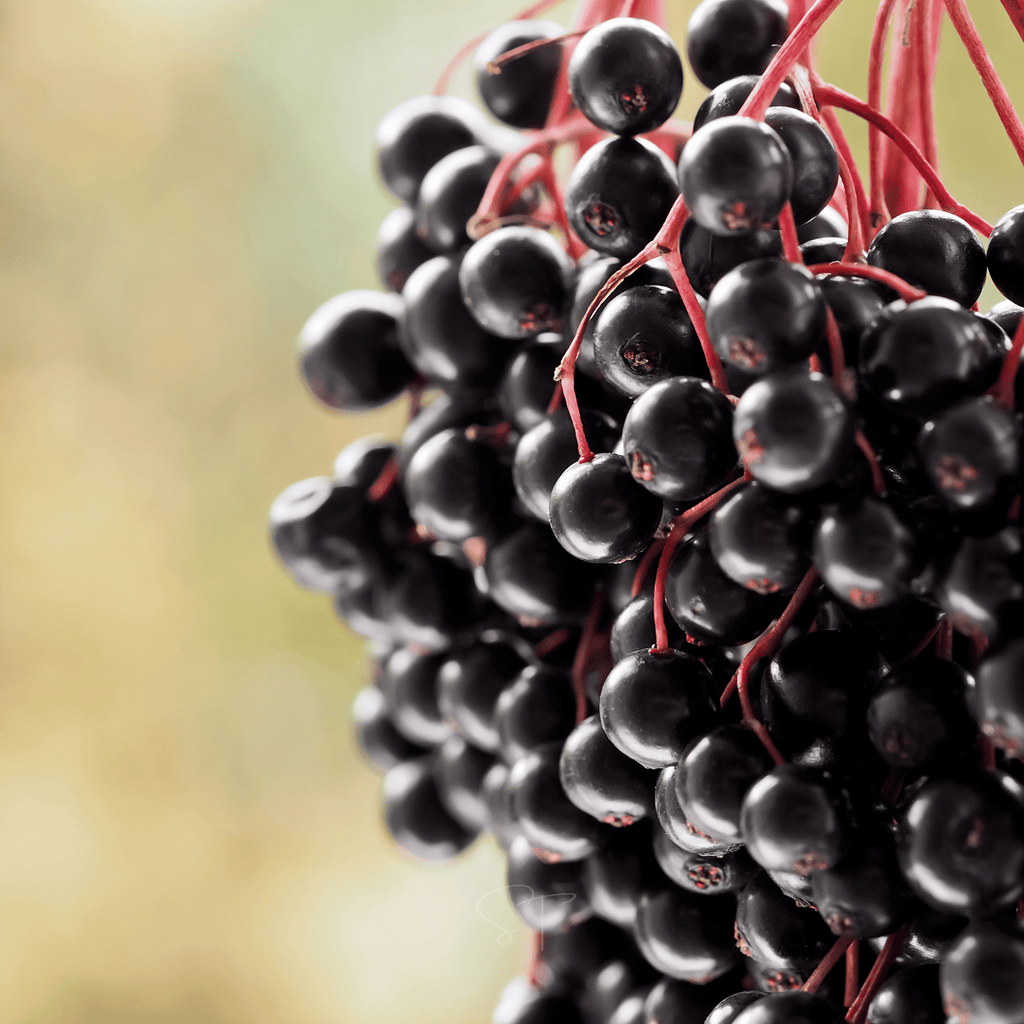 Berry Seed Collection (Elderberry • Blueberry • Strawberry) Southern Seeds