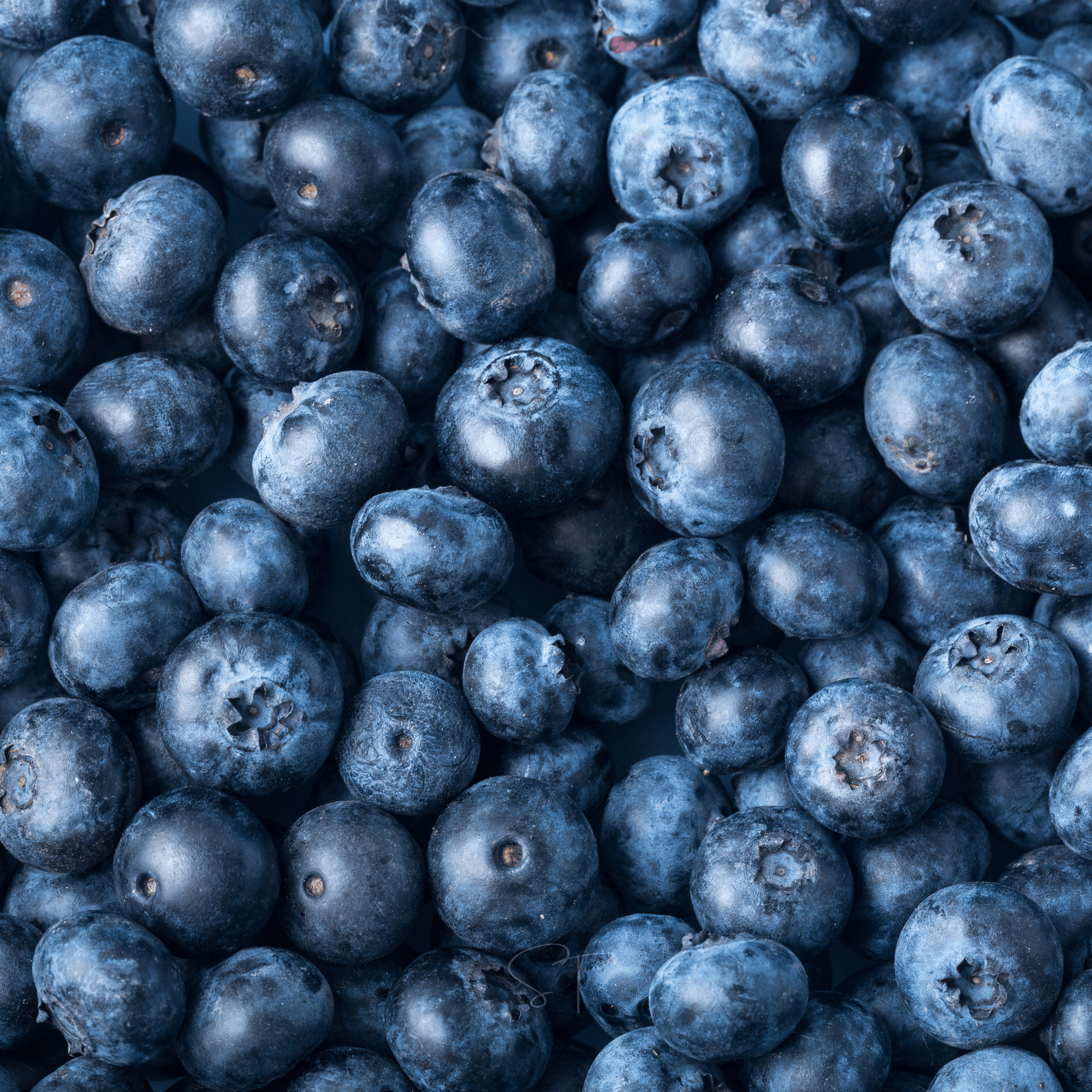 Berry Seed Collection (Elderberry • Blueberry • Strawberry) Southern Seeds