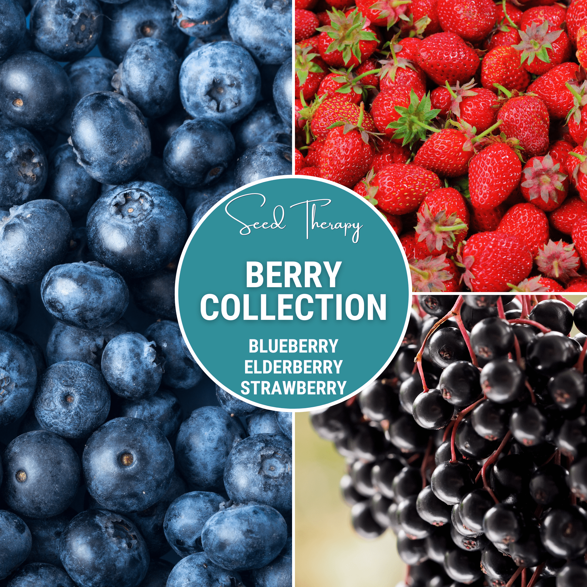 Berry Seed Collection (Elderberry • Blueberry • Strawberry) Southern Seeds