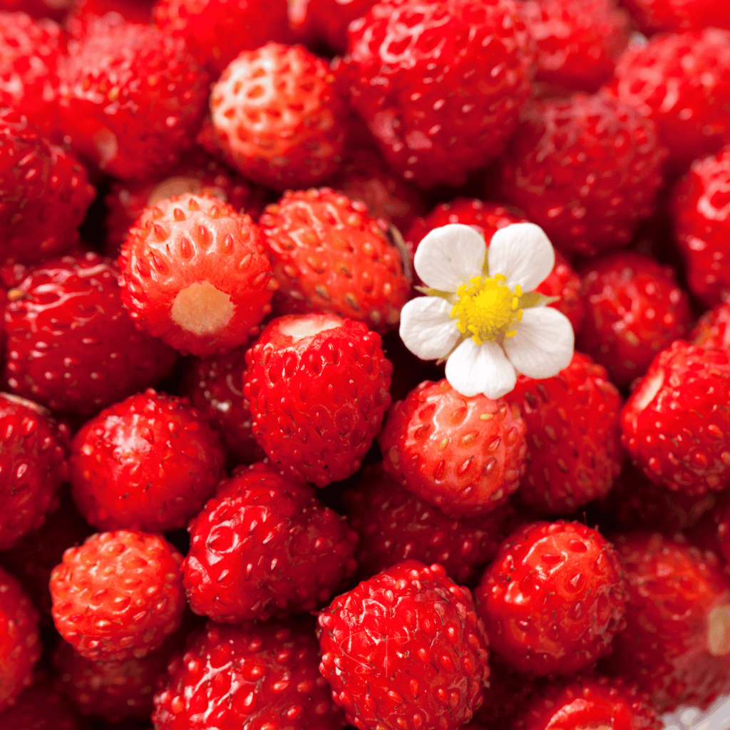 Berry Seed Collection (Elderberry • Blueberry • Strawberry) Southern Seeds