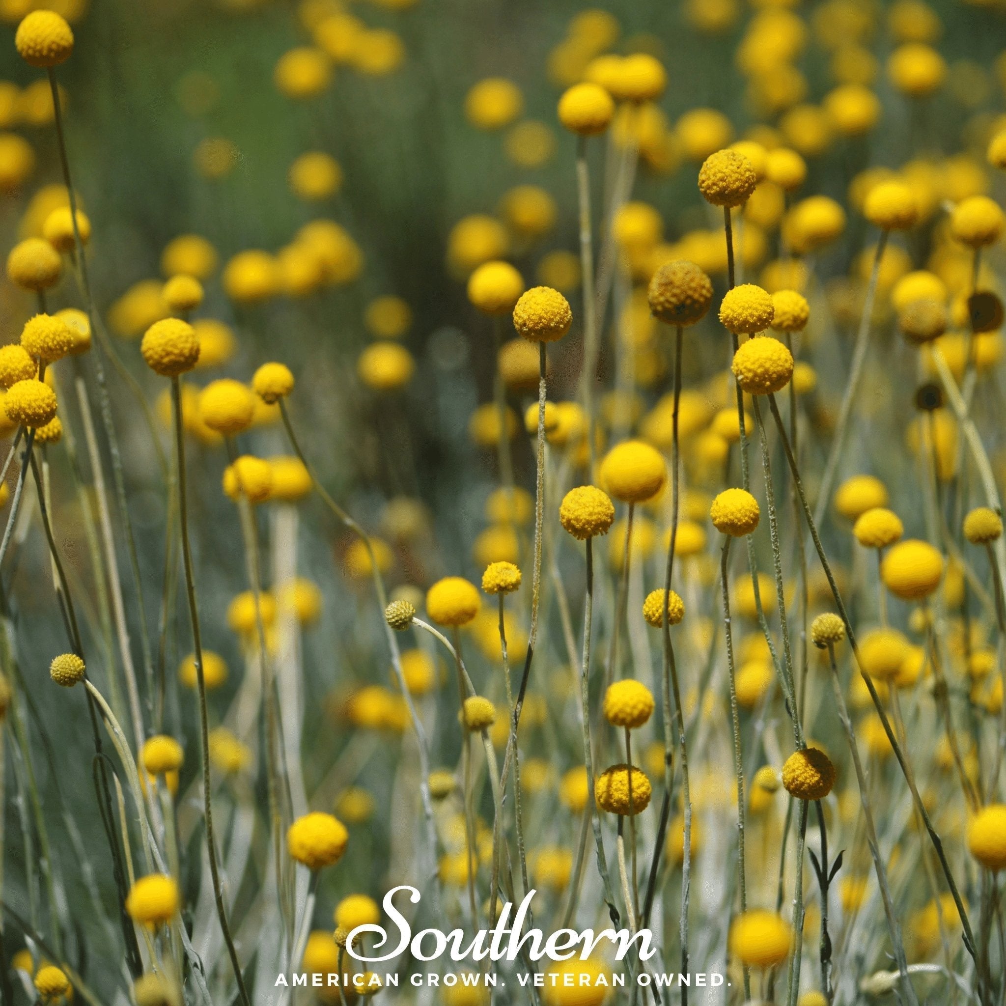 Billy Buttons (Drumsticks) – 50 Seeds Southern Seeds