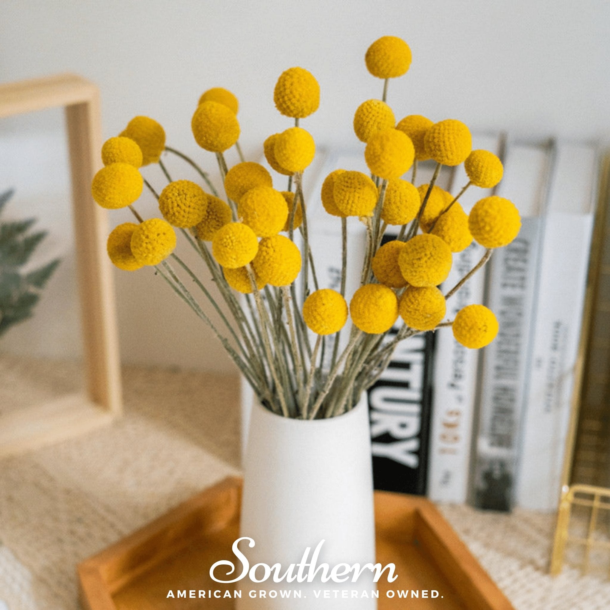 Billy Buttons (Drumsticks) – 50 Seeds Southern Seeds