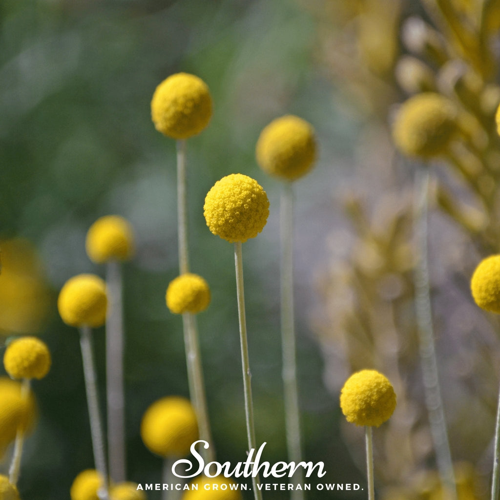 Billy Buttons (Drumsticks) – 50 Seeds Southern Seeds