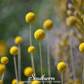 Billy Buttons (Drumsticks) – 50 Seeds Southern Seeds