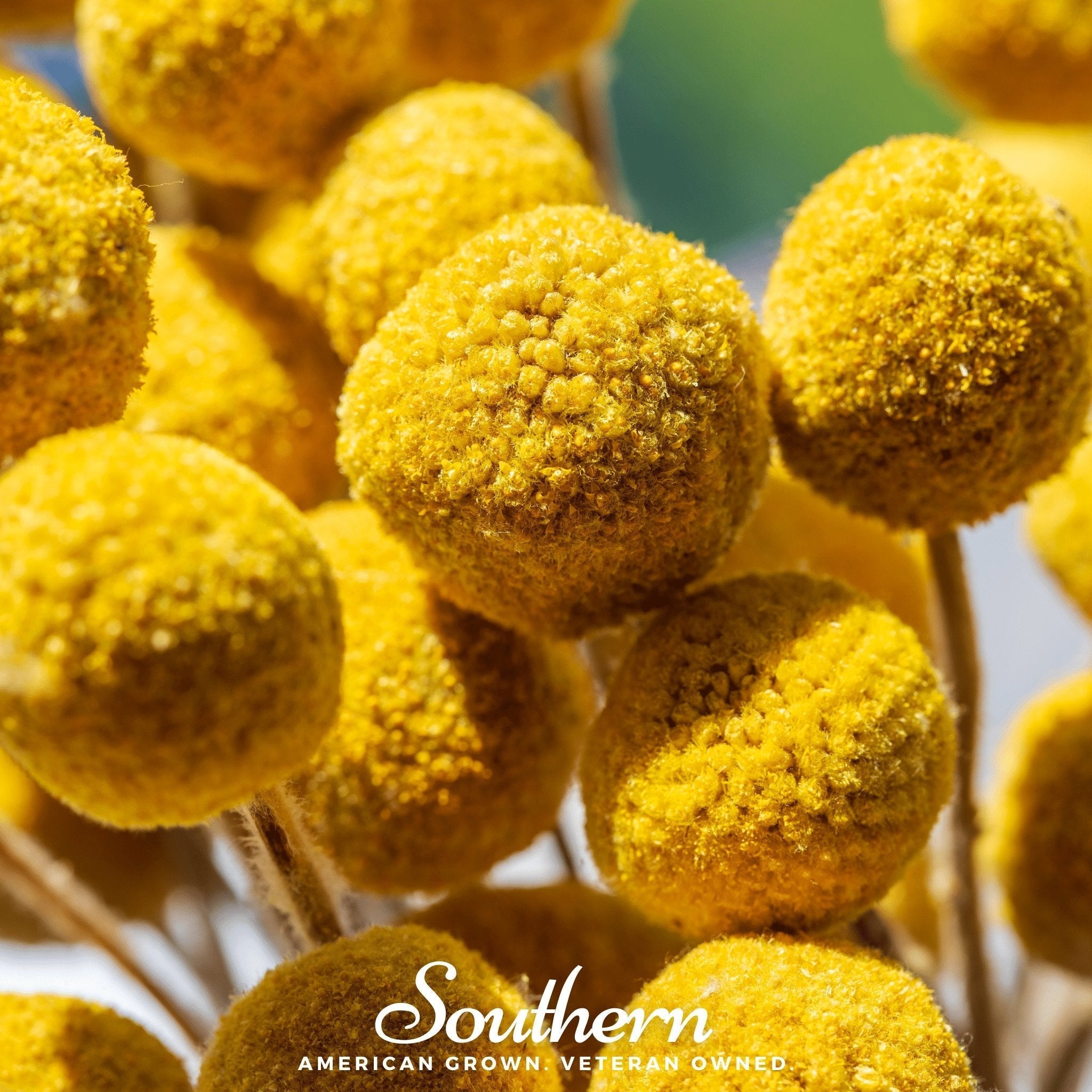 Billy Buttons (Drumsticks) – 50 Seeds Southern Seeds