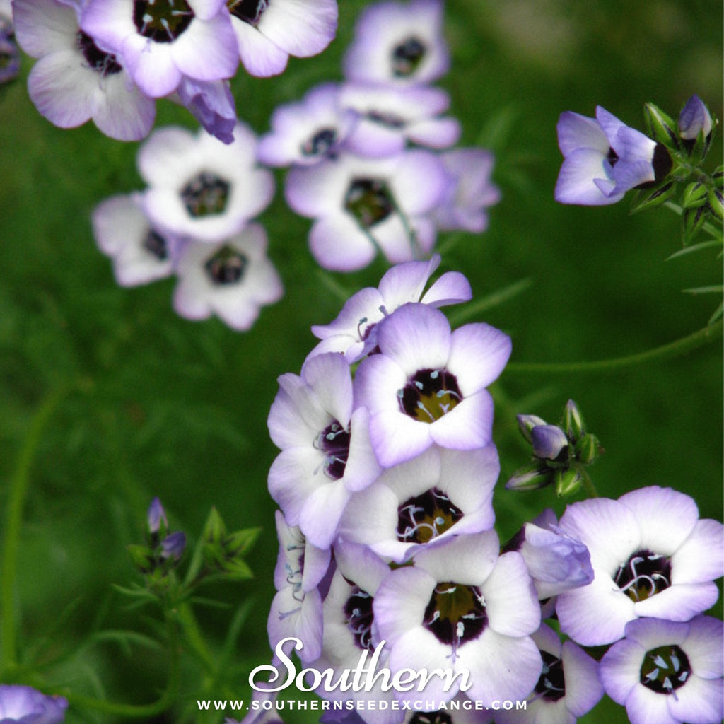 Bird's Eye – 100 Seeds Southern Seeds