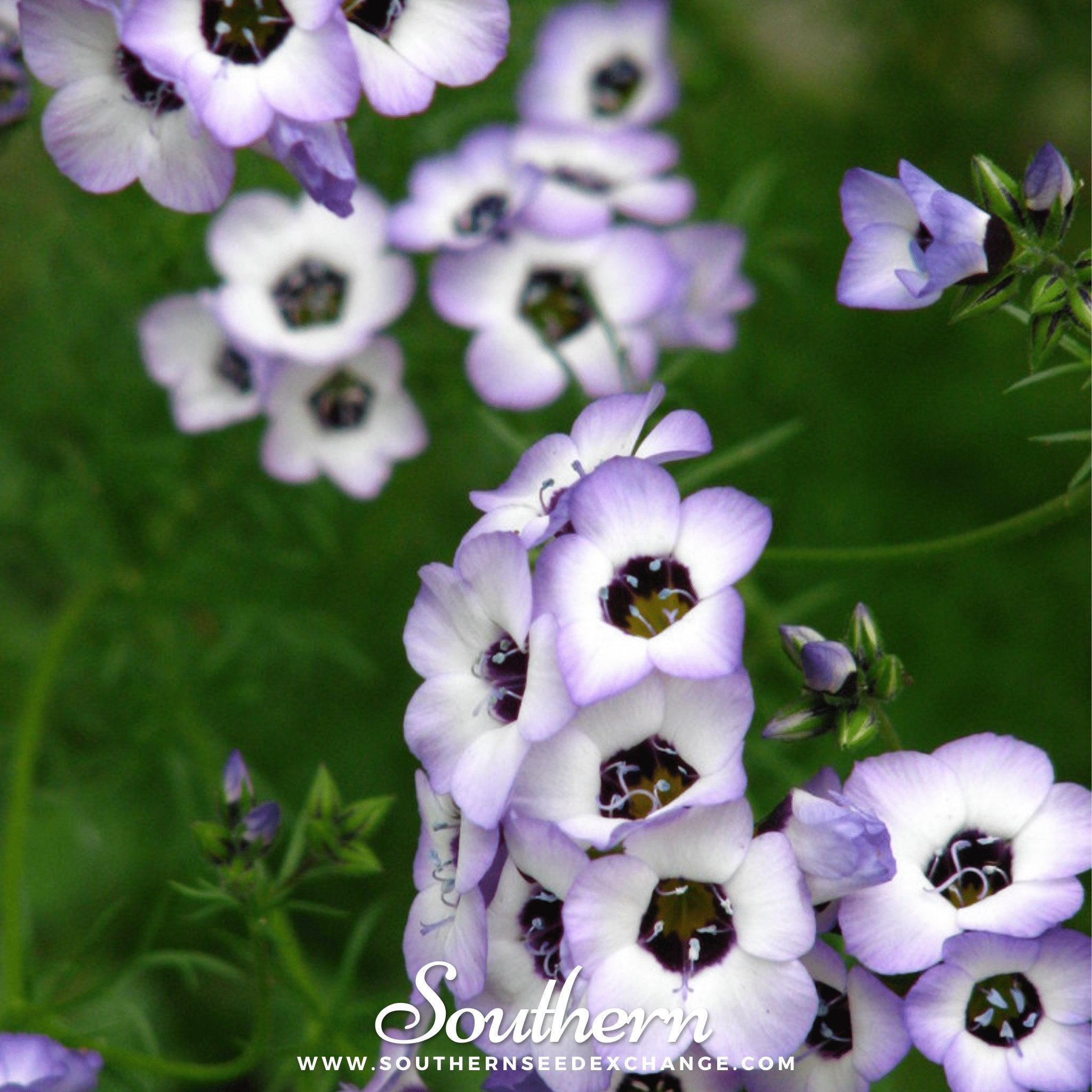 Bird's Eye – 100 Seeds Southern Seeds