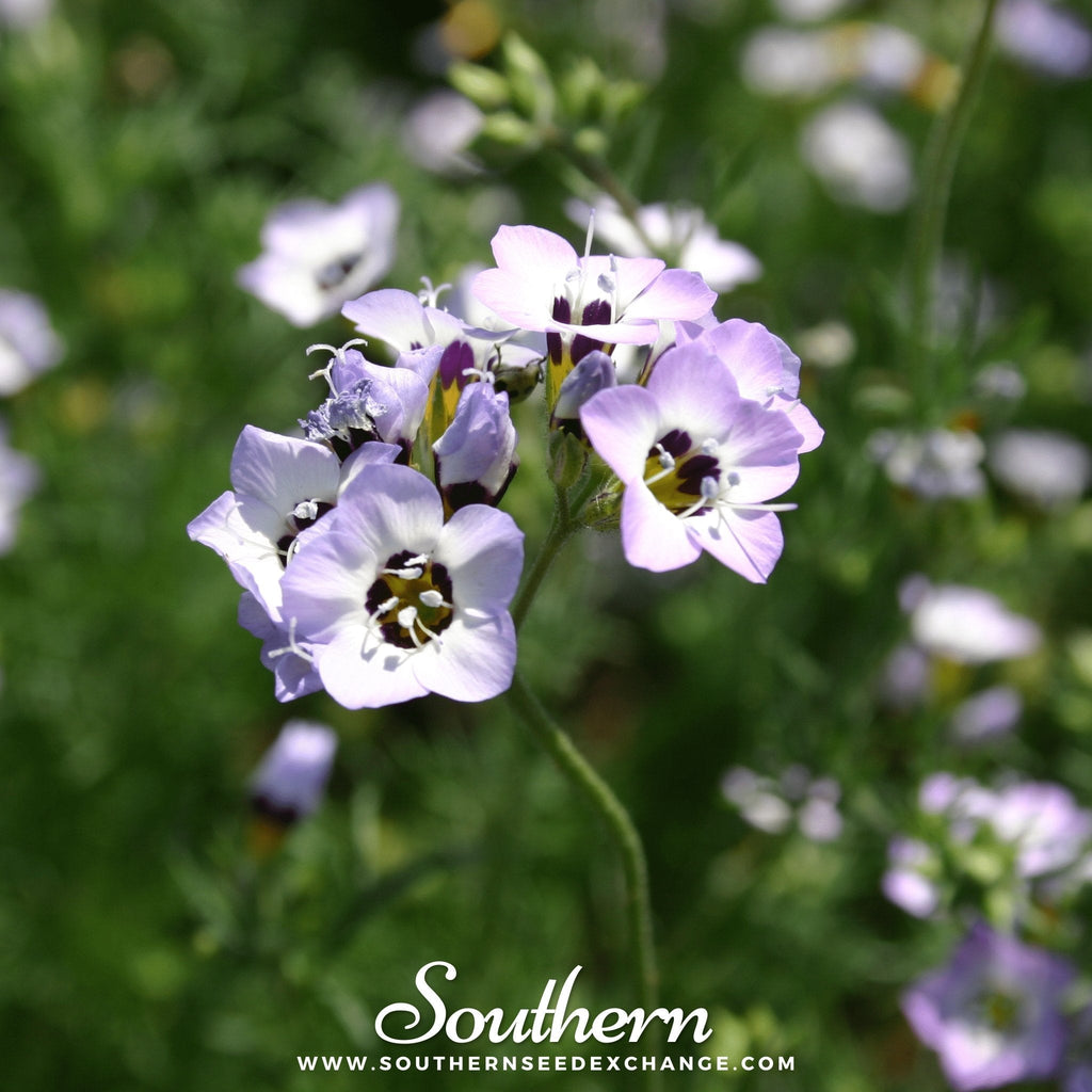 Bird's Eye – 100 Seeds Southern Seeds