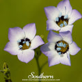 Bird's Eye – 100 Seeds Southern Seeds