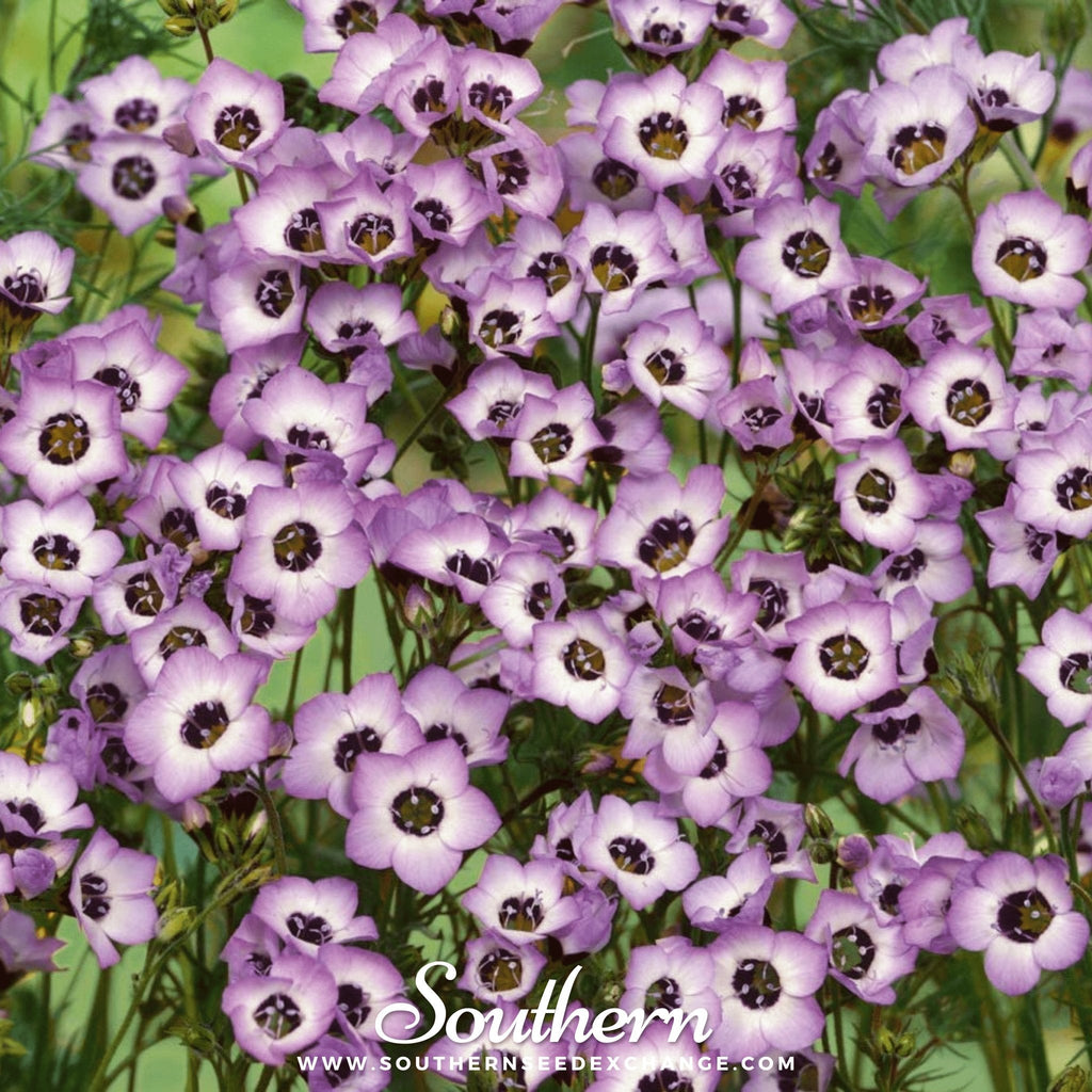 Bird's Eye – 100 Seeds Southern Seeds