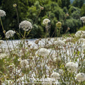 Bishop’s Flower (Wild Carrot) – 500 Seeds Southern Seeds