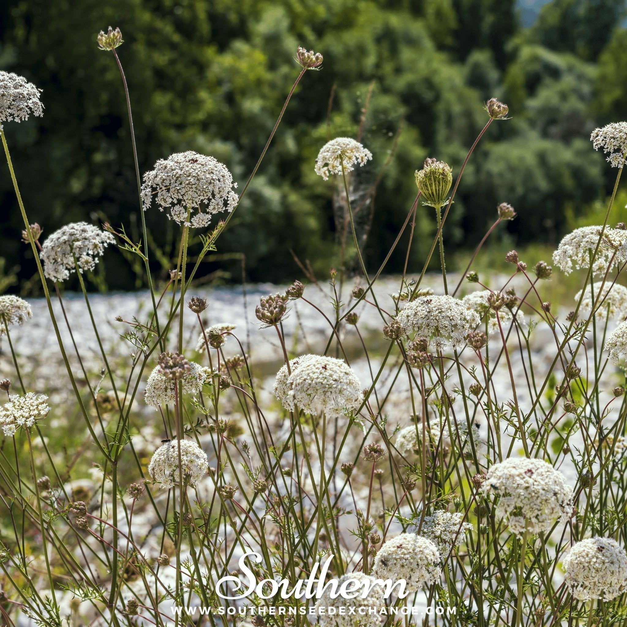 Bishop’s Flower (Wild Carrot) – 500 Seeds Southern Seeds