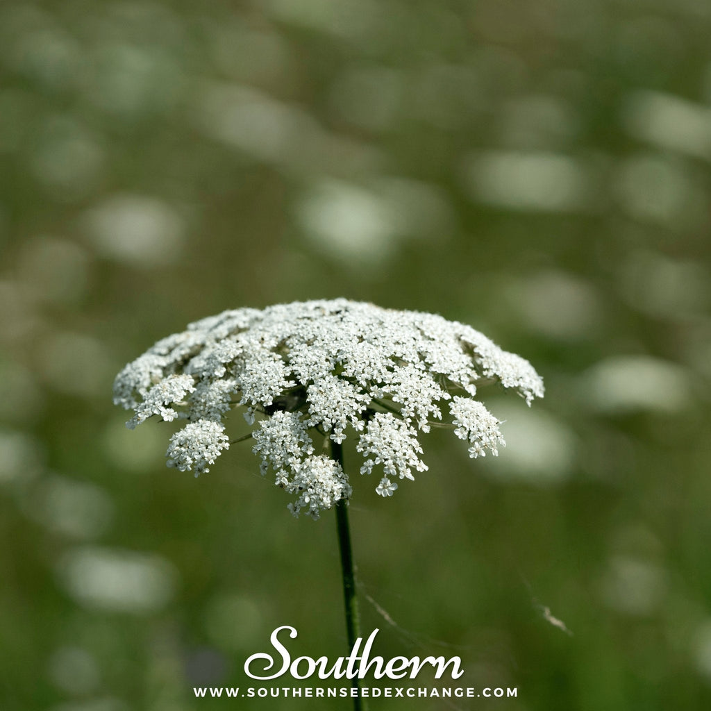 Bishop’s Flower (Wild Carrot) – 500 Seeds Southern Seeds