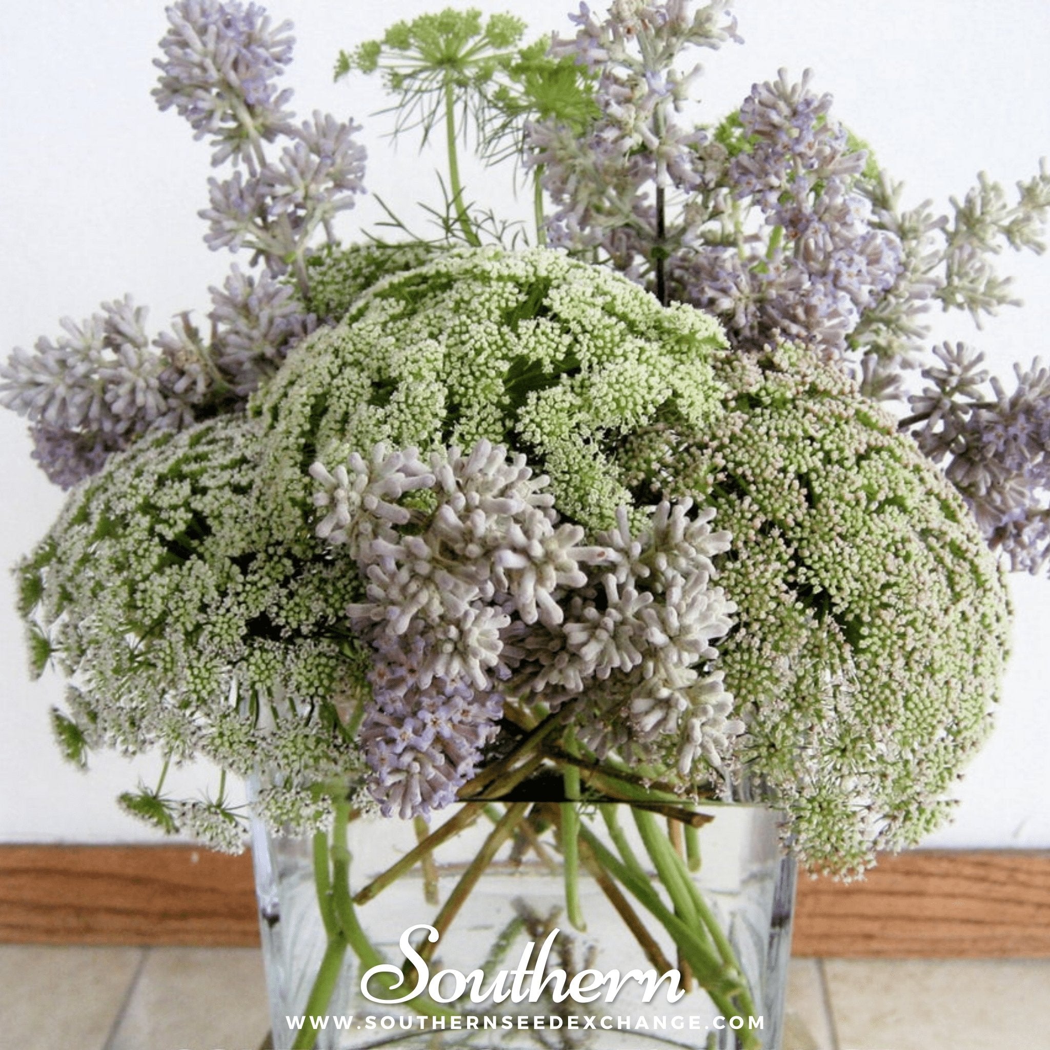 Bishop’s Flower (Wild Carrot) – 500 Seeds Southern Seeds