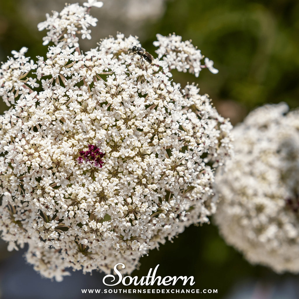 Bishop’s Flower (Wild Carrot) – 500 Seeds Southern Seeds