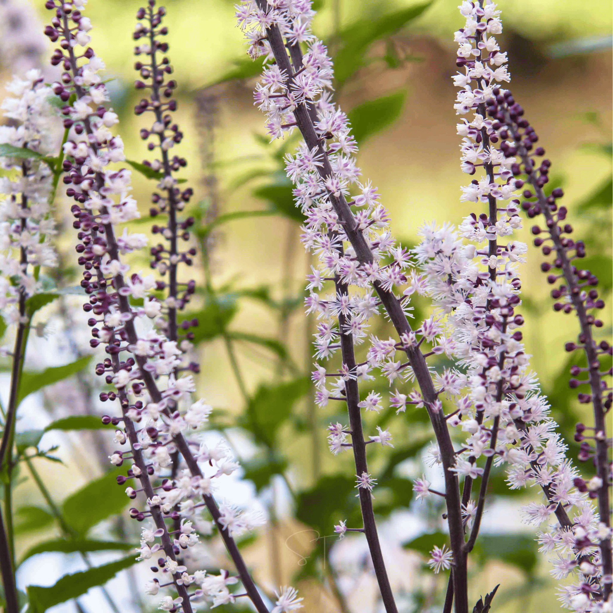 Black Cohosh (Bugbane) – 25 Seeds Southern Seeds