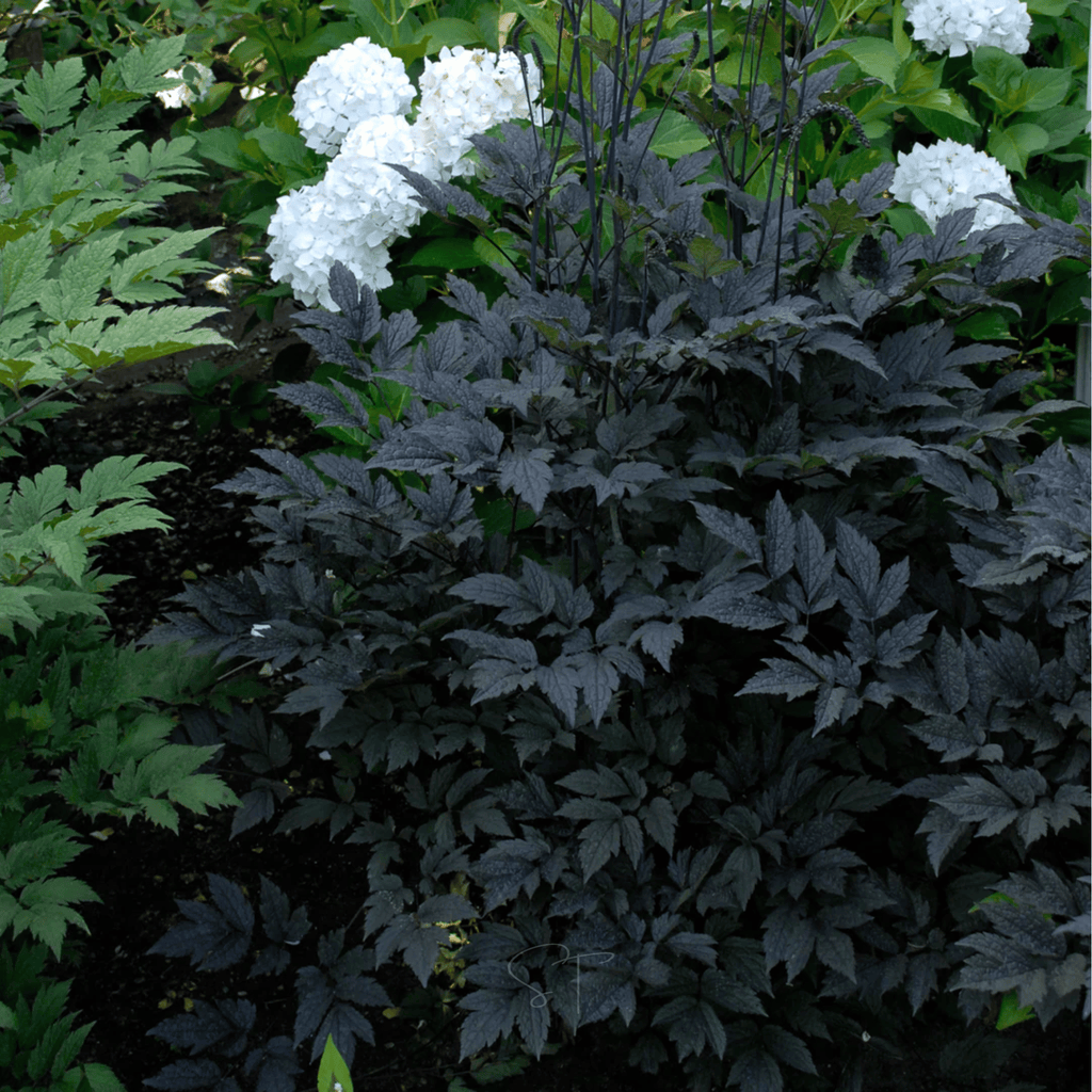 Black Cohosh (Bugbane) – 25 Seeds Southern Seeds