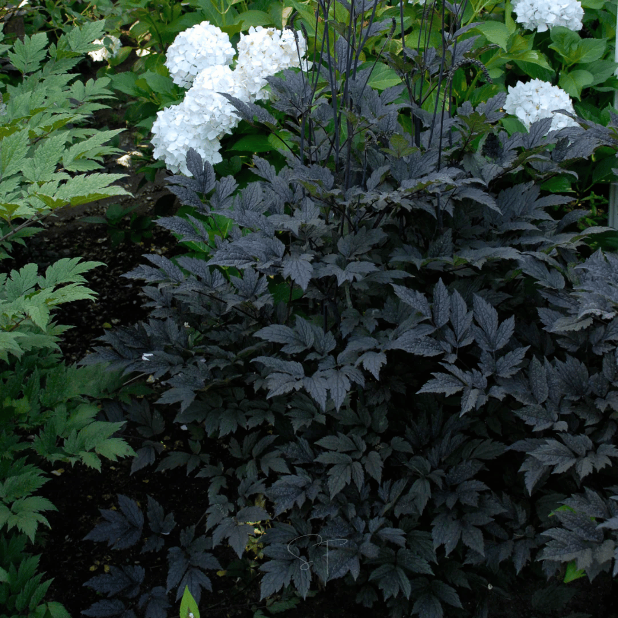 Black Cohosh (Bugbane) – 25 Seeds Southern Seeds