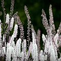 Black Cohosh (Bugbane) – 25 Seeds Southern Seeds