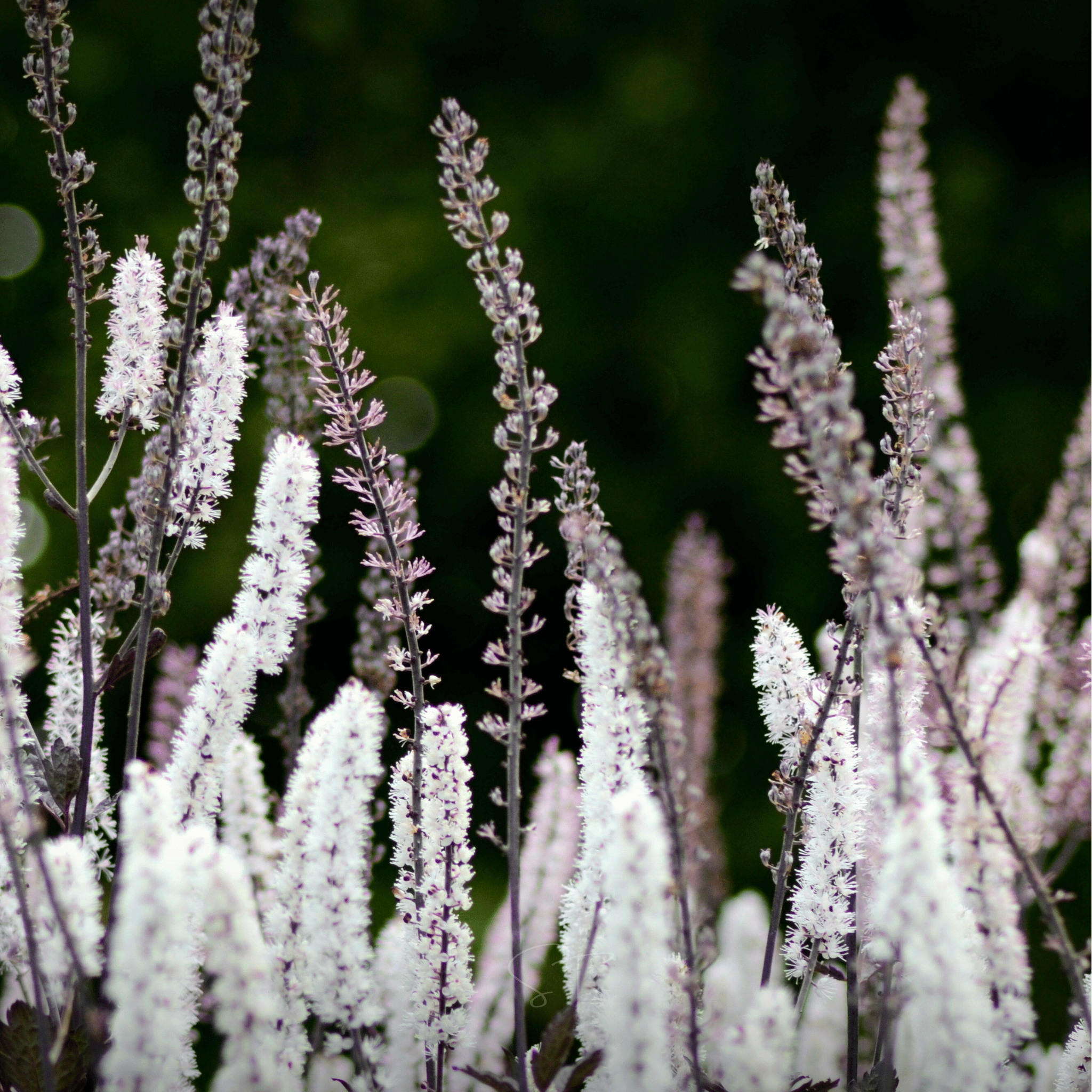 Black Cohosh (Bugbane) – 25 Seeds Southern Seeds