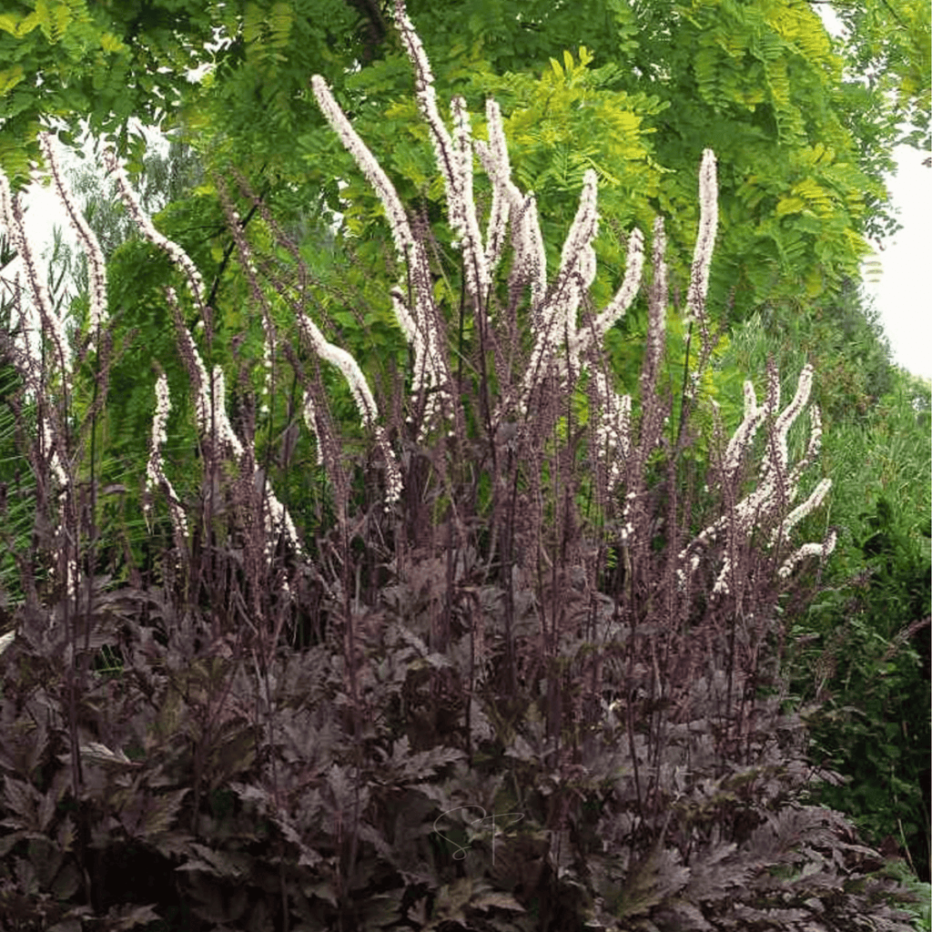 Black Cohosh (Bugbane) – 25 Seeds Southern Seeds