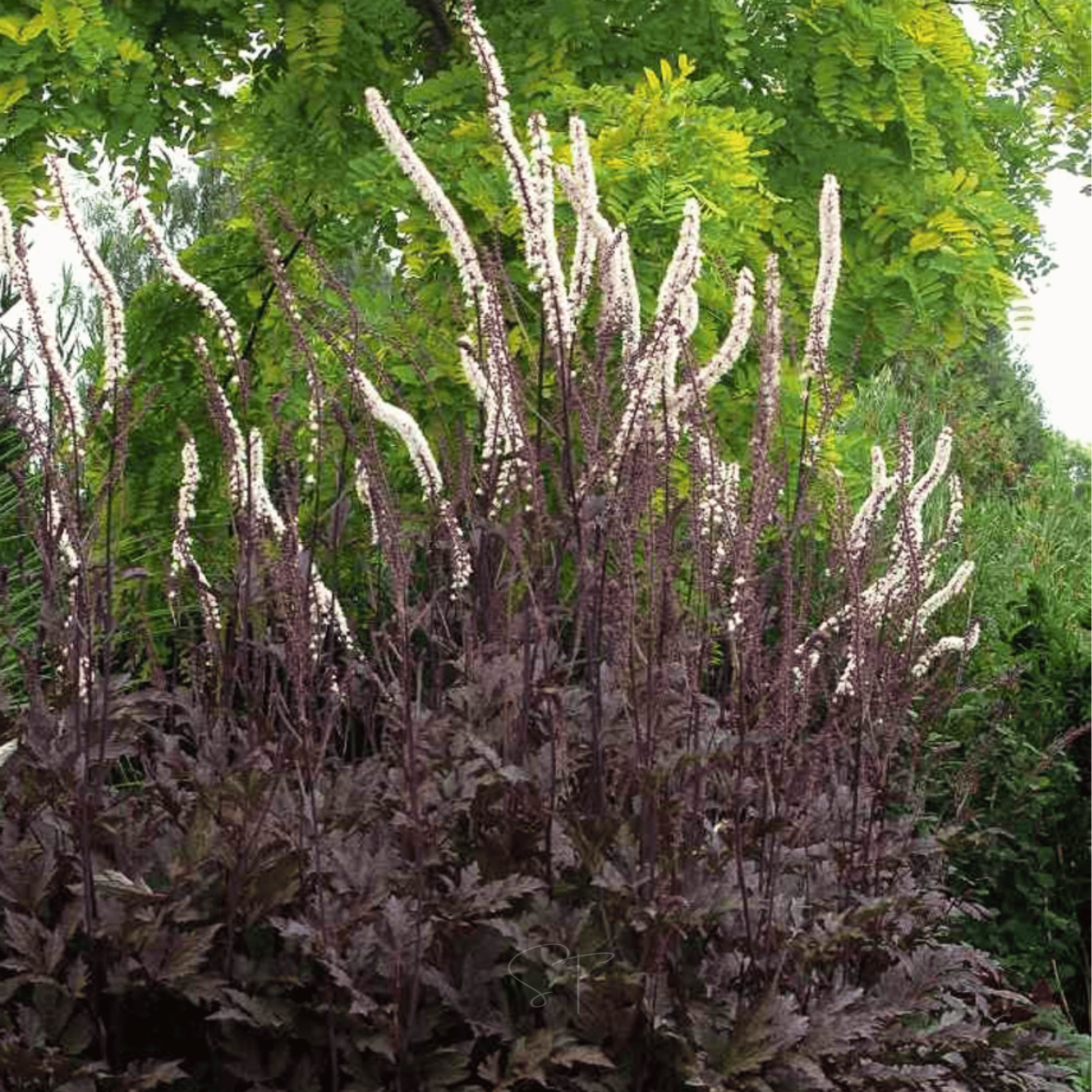 Black Cohosh (Bugbane) – 25 Seeds Southern Seeds
