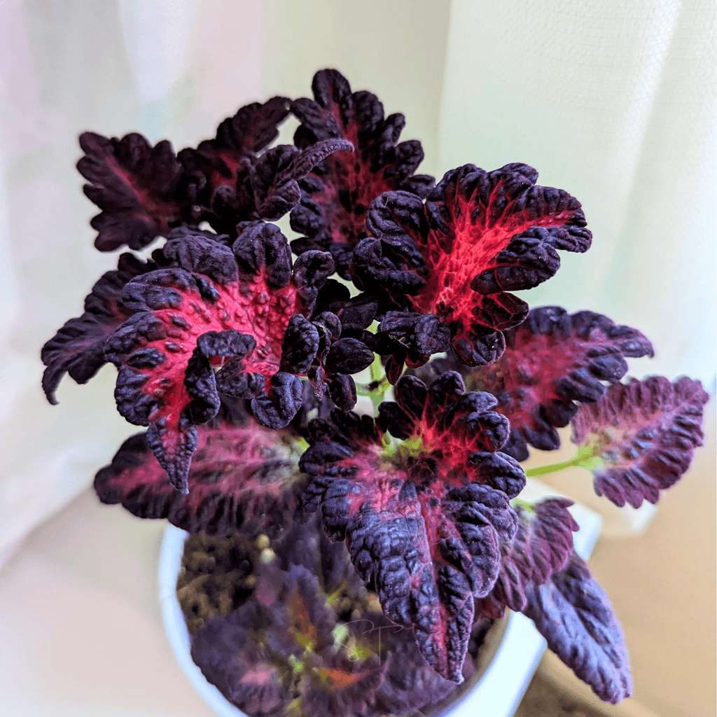 Black Dragon Coleus – 20 Seeds Southern Seeds