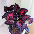 Black Dragon Coleus – 20 Seeds Southern Seeds