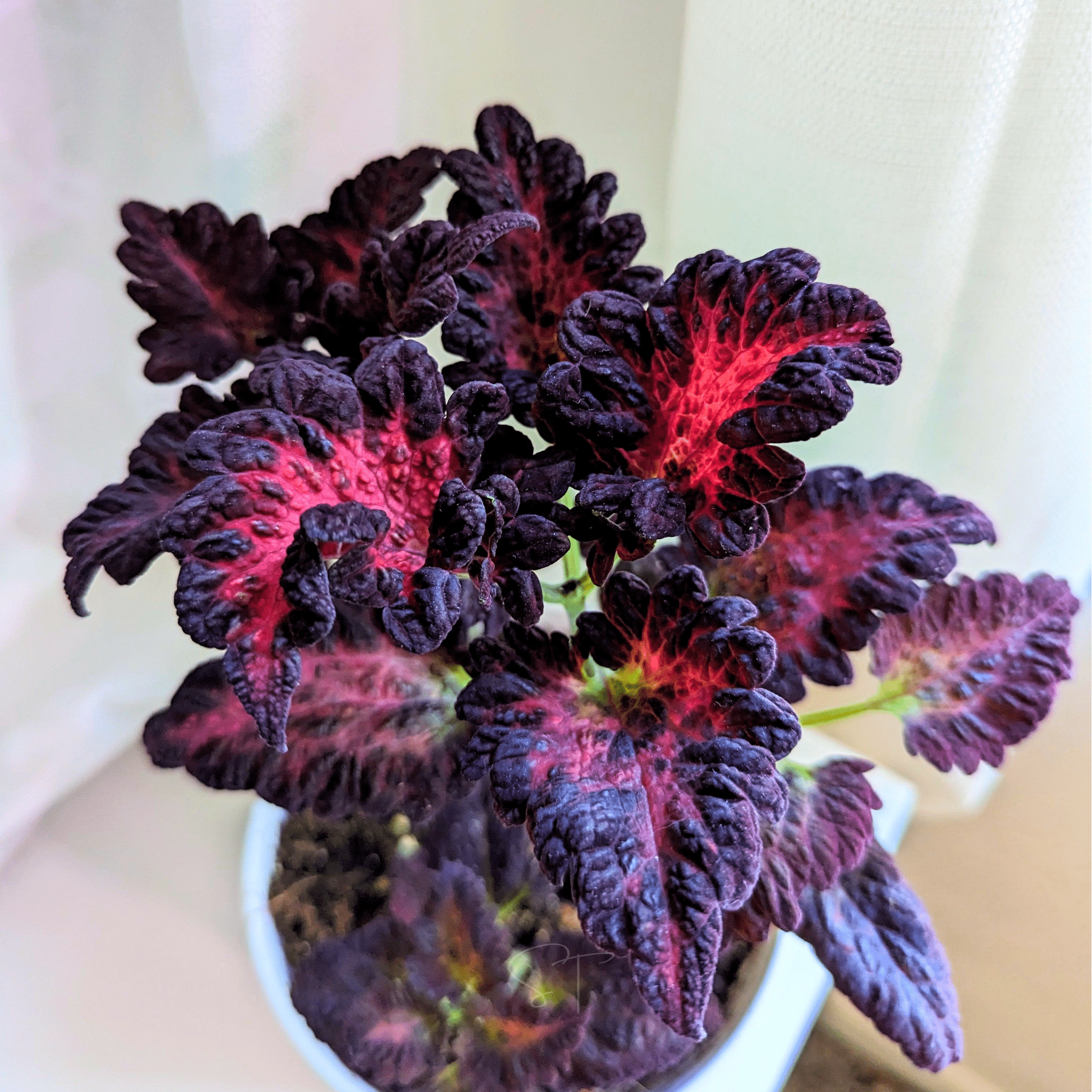 Black Dragon Coleus – 20 Seeds Southern Seeds