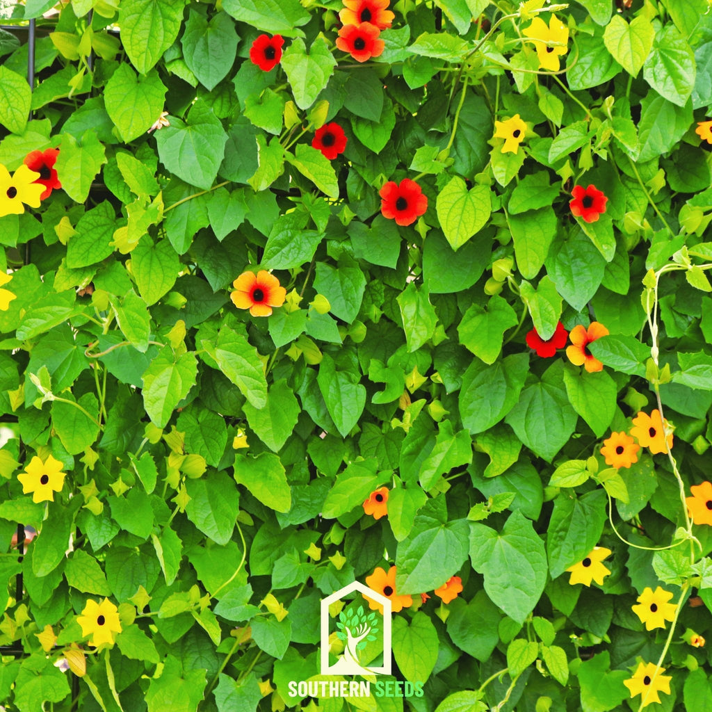Black Eyed Susan Vine Mix – 50 Seeds Southern Seeds