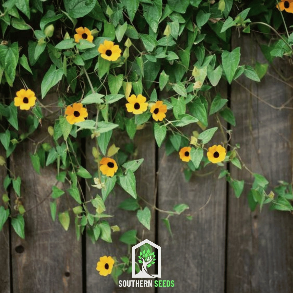 Black Eyed Susan Vine Mix – 50 Seeds Southern Seeds