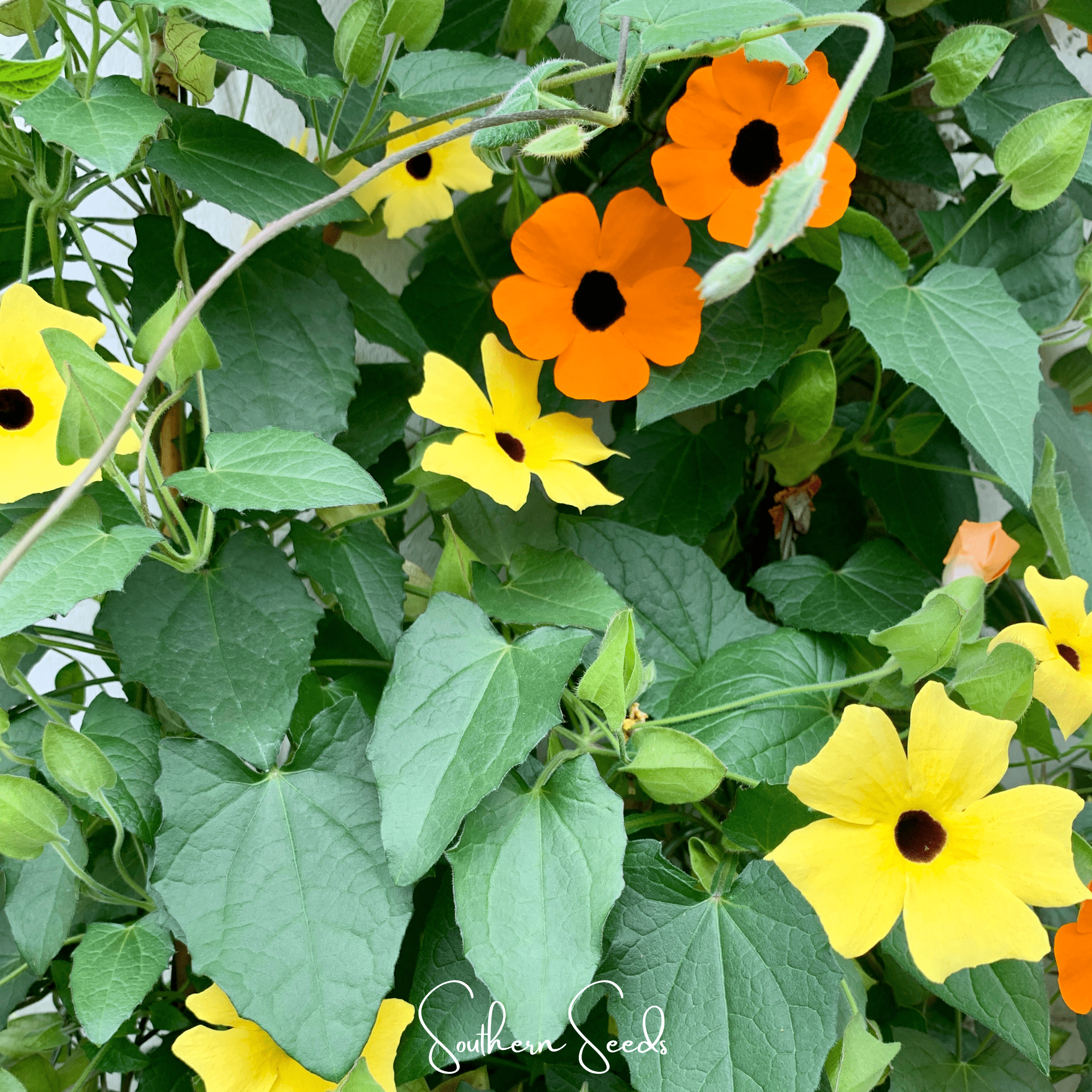 Black Eyed Susan Vine Mix – 50 Seeds Southern Seeds