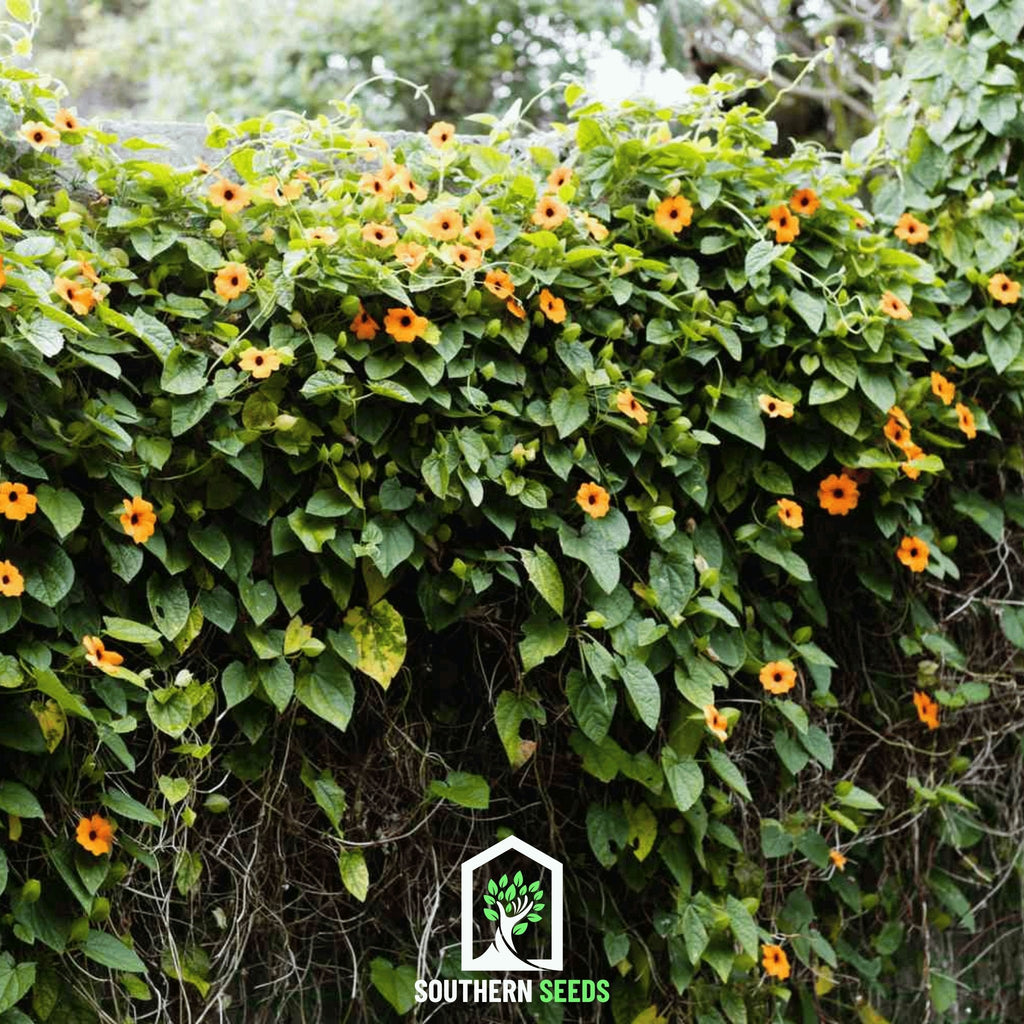 Black Eyed Susan Vine Mix – 50 Seeds Southern Seeds