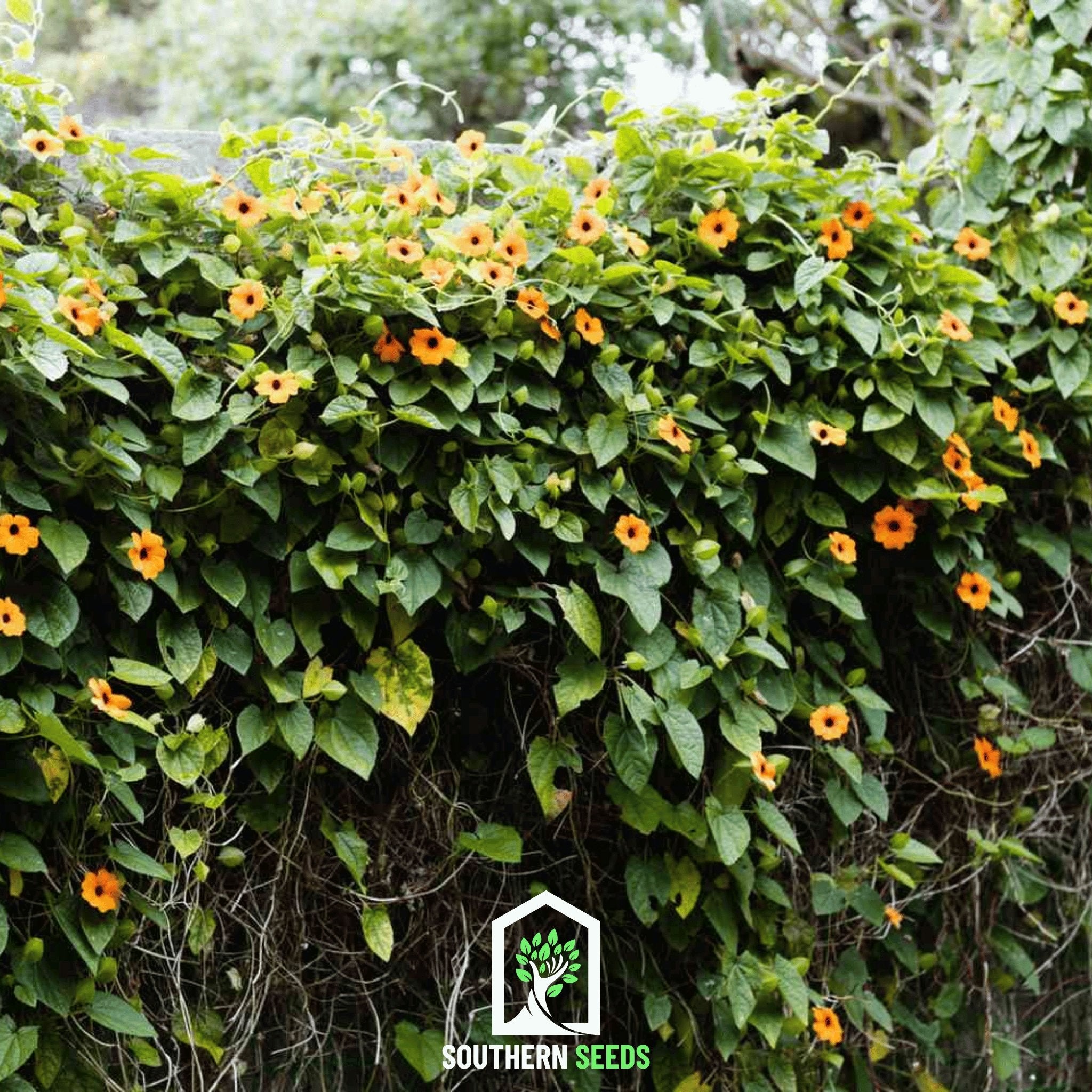 Black Eyed Susan Vine Mix – 50 Seeds Southern Seeds