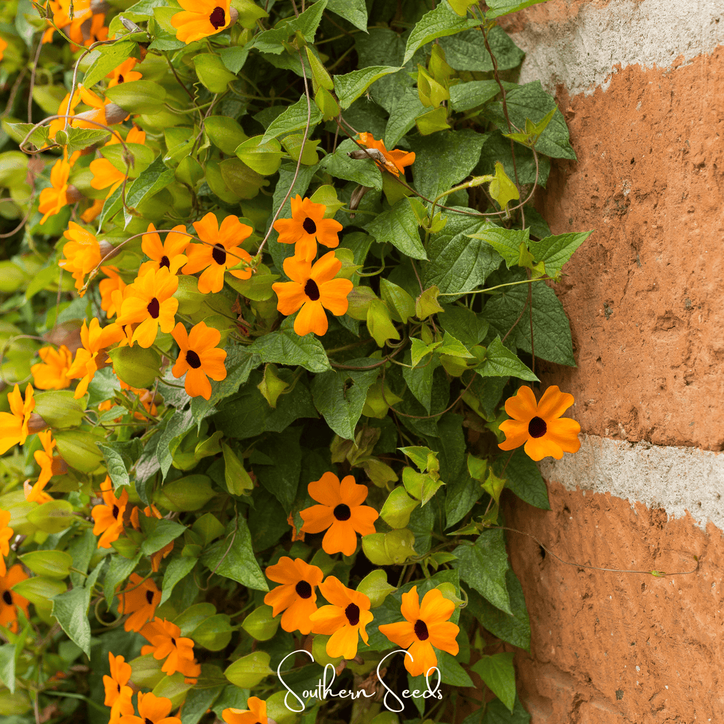 Black Eyed Susan Vine Mix – 50 Seeds Southern Seeds