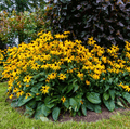 Black Eyed Susans – 100 Seeds Southern Seeds