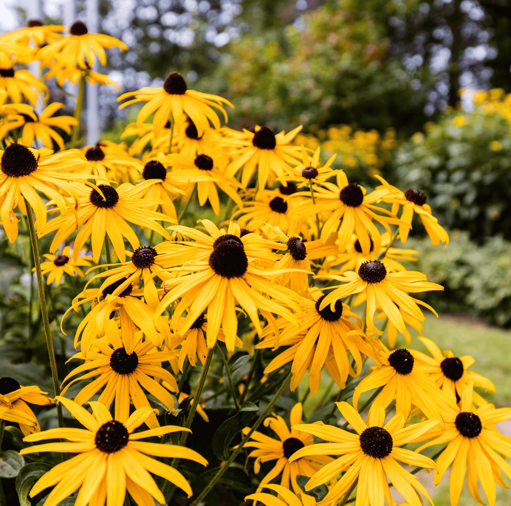 Black Eyed Susans – 100 Seeds Southern Seeds