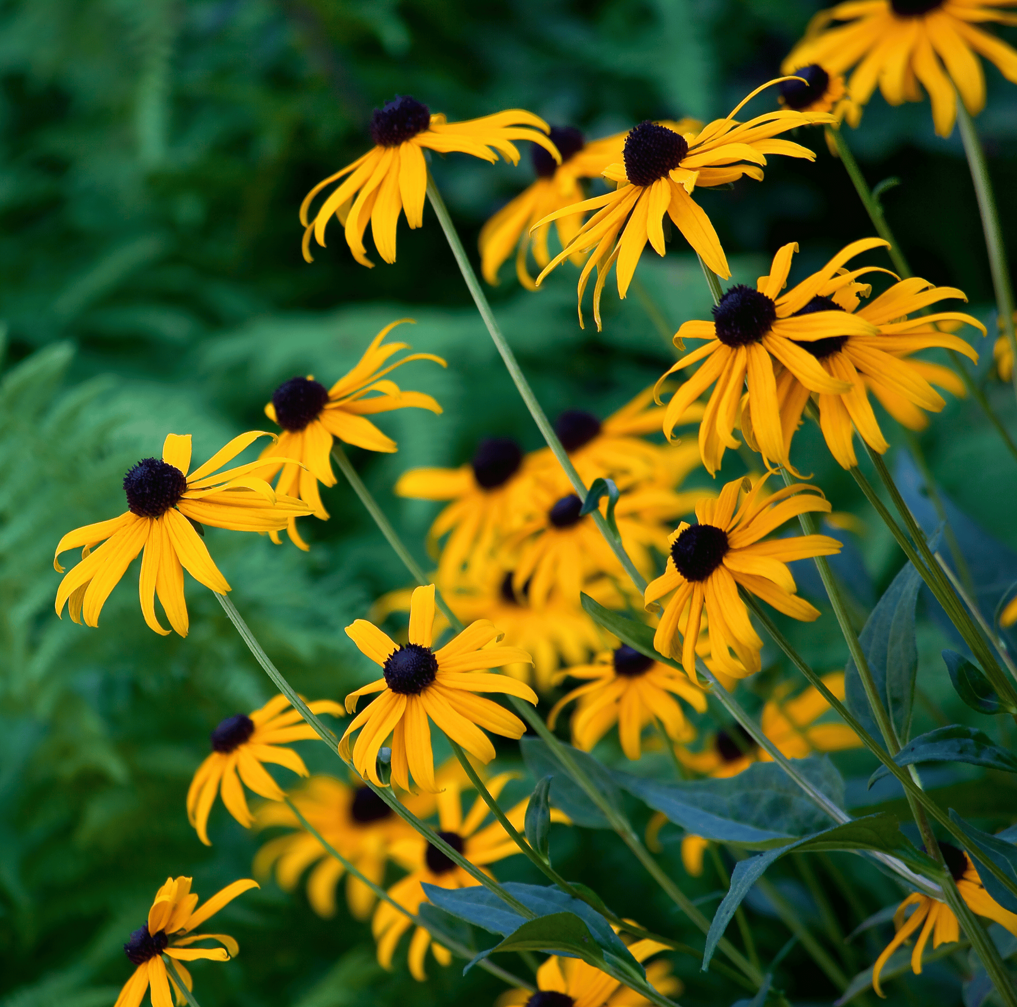 Black Eyed Susans – 100 Seeds Southern Seeds
