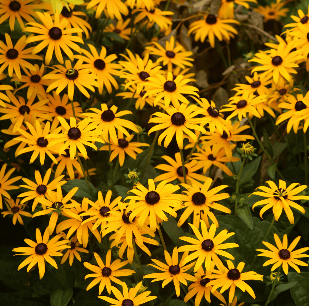 Black Eyed Susans – 100 Seeds Southern Seeds