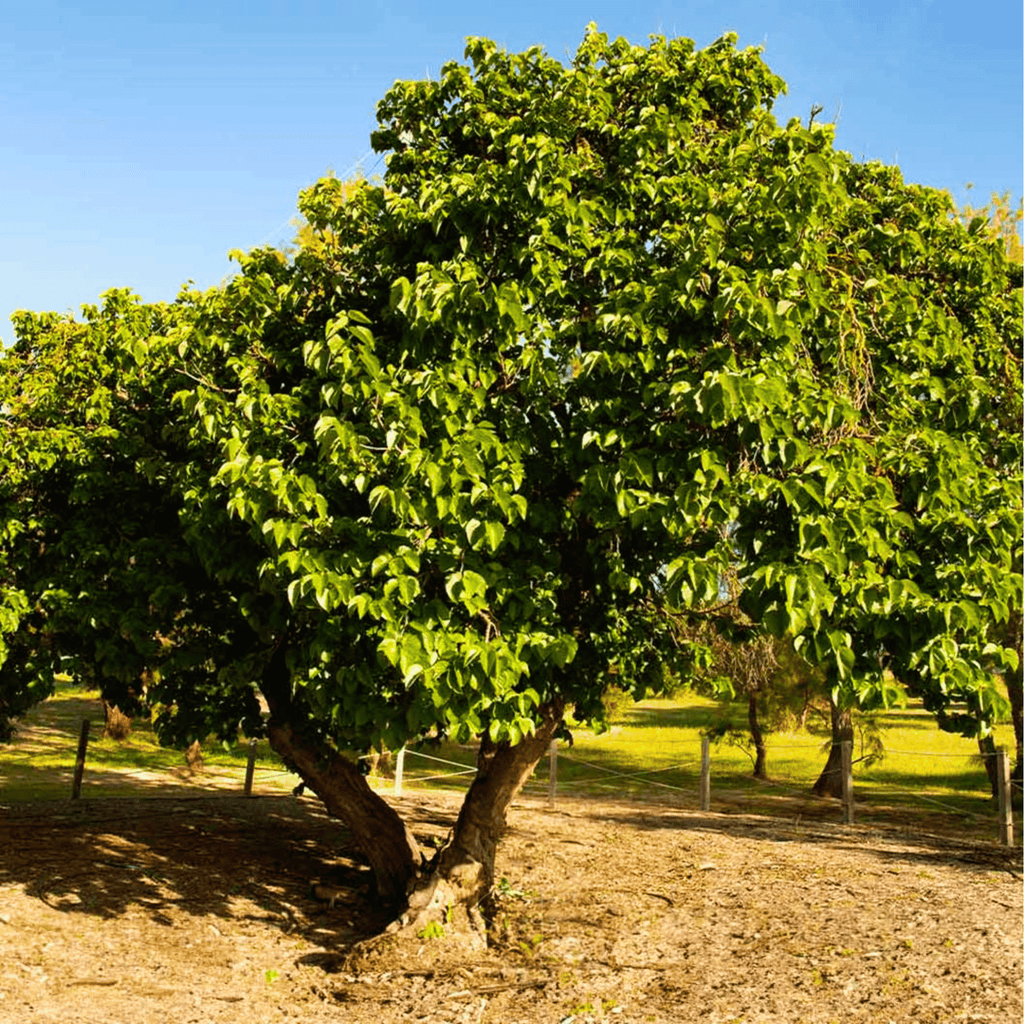 Black Mulberry – 50 Seeds Southern Seeds