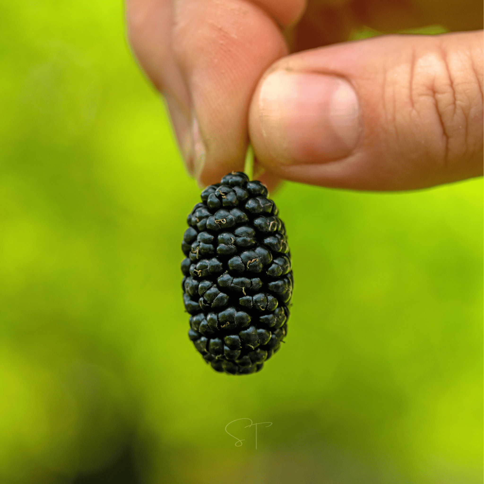 Black Mulberry – 50 Seeds Southern Seeds