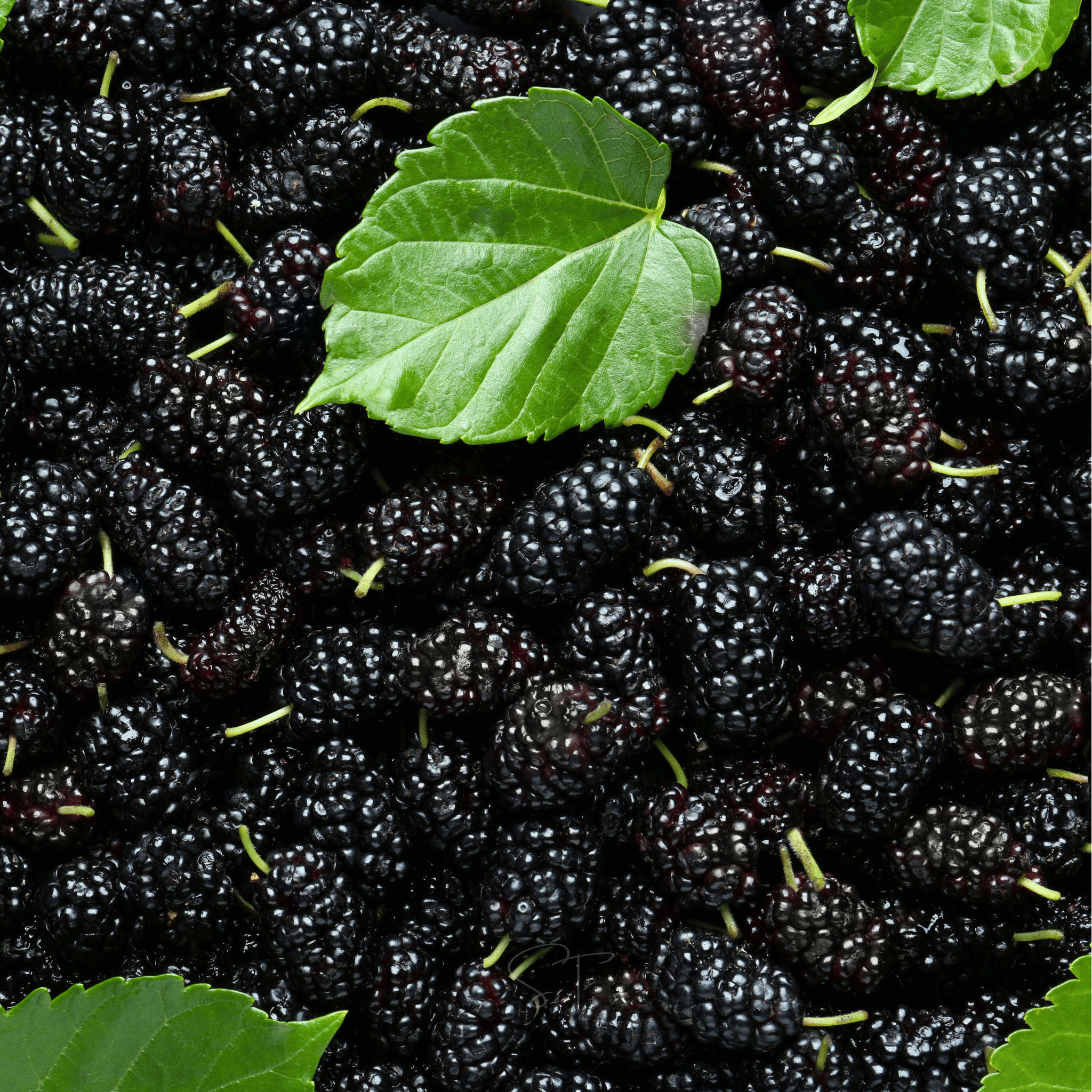 Black Mulberry – 50 Seeds Southern Seeds