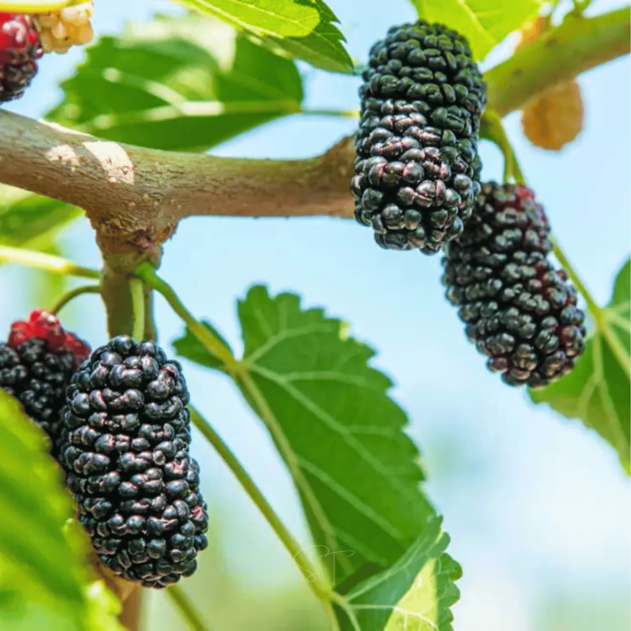 Black Mulberry – 50 Seeds Southern Seeds
