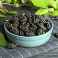 Black Mulberry – 50 Seeds Southern Seeds